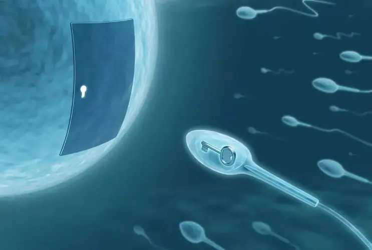 武汉助孕公司官方 2022武汉同济医院试管费用 ‘双胎孕囊看男女’